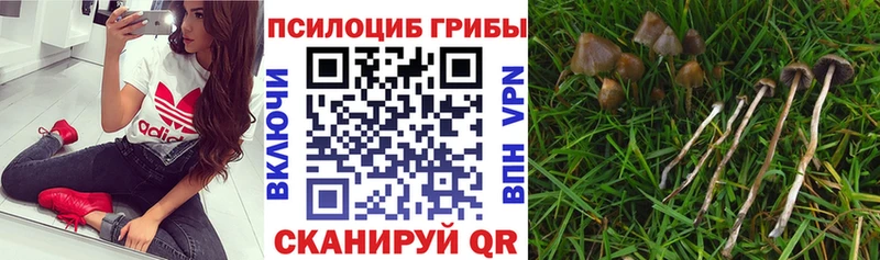 Галлюциногенные грибы MAGIC MUSHROOMS  kraken рабочий сайт  Новоалександровск  купить  цена 